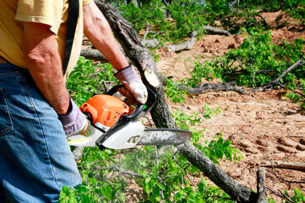 Tree and Shrub Care in Bridgeport, OH